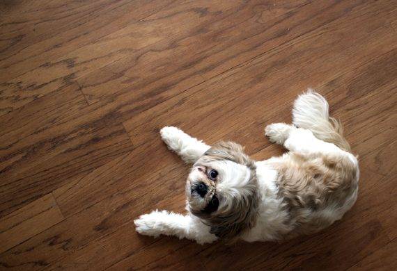 wood flooring - pets