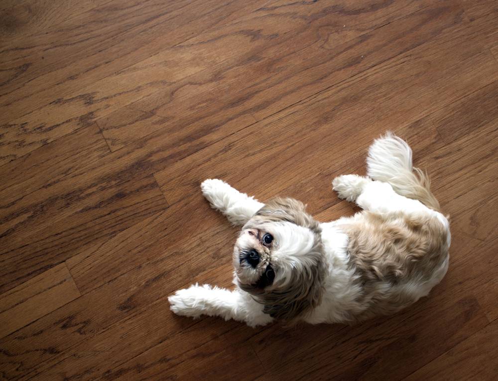 wood flooring - pets